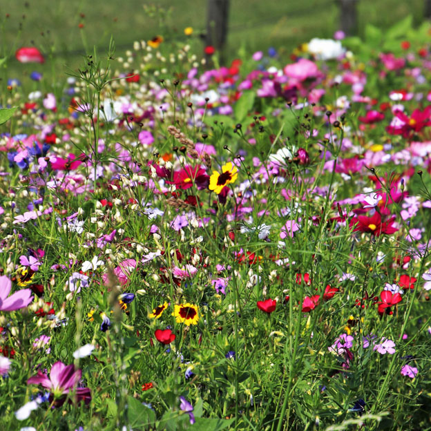 Wildflower seed cards